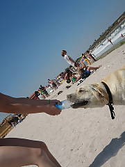 Working on my tan at the beach, we had to get up early to get there though