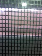 Porn Video